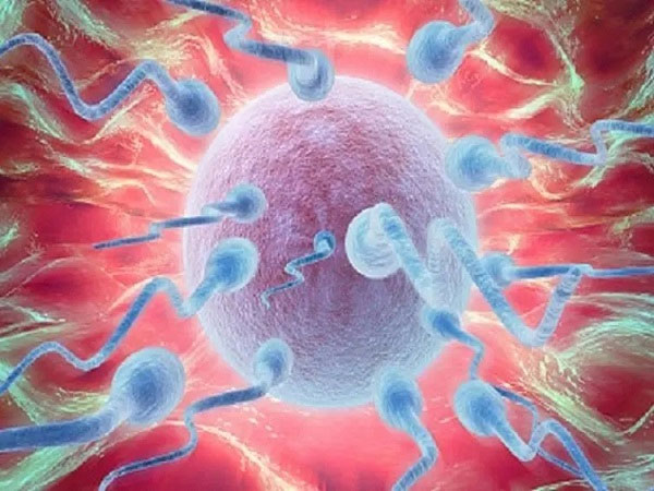 试管供精精子质量好不好？精子质量分不分档次