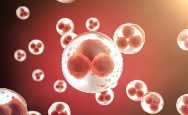 做试管想要一次性成功,优胚移植成功率可作了解