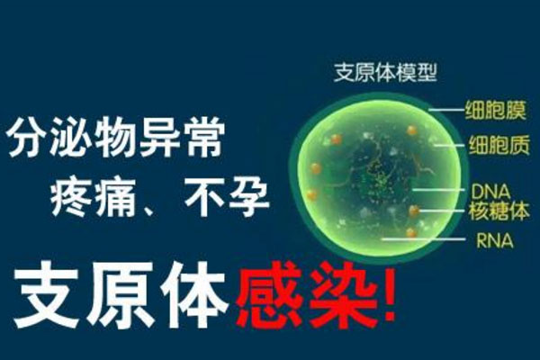 支原体感染对生育的影响，以及做试管婴儿的可行性分析