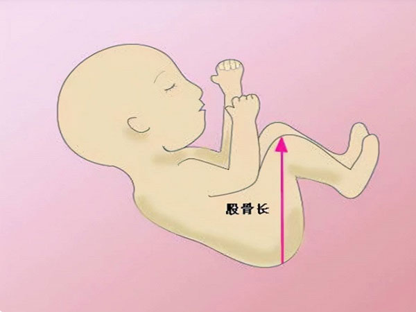 1～40周胎儿股骨长标准数值表,孕妈来对照一下吧