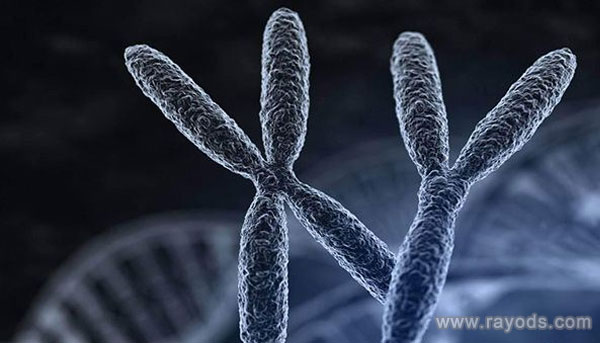 染色体3倍体会胎停育吗？染色体3倍体做试管首选