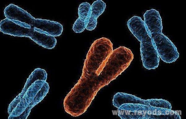 怎样能提高y精子质量和活力,y和x精子哪个数量更多?