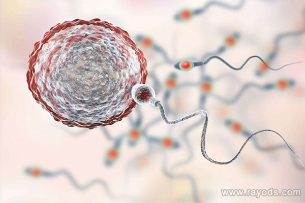 去省妇幼保健院做试管需要开什么证明？