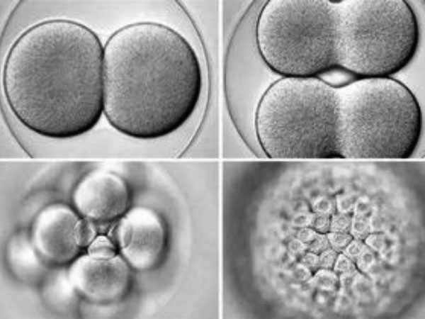 养囊第五天和第六天区别并不大，还在发育没出结果也正常