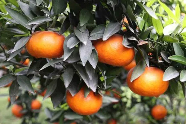 立秋必吃的9种食物盘点：柑桔、葡萄、藕等多吃润燥生津