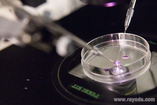 整倍体胚胎可以移植吗？胚胎整倍体移植成功率多少？