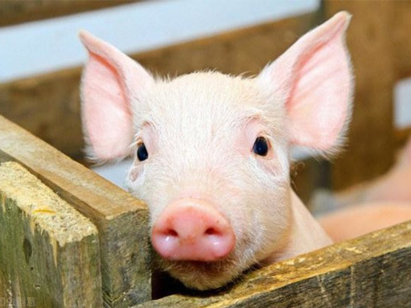 孕妇梦见猪一定生女儿？这十种情况真得分开来看