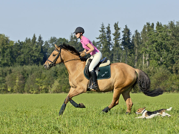 孕妇梦见骑马兆头解析，过来人表示生女宝概率很高
