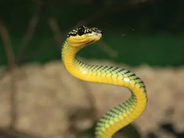 孕妇梦见杀蛇的十大预兆，这些胎梦映射现实真的准