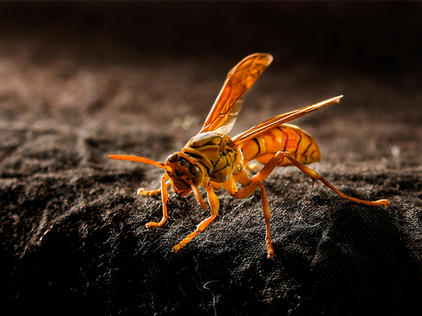 胎梦解读之孕妇梦见黄蜂，这几种情形大概率生男孩