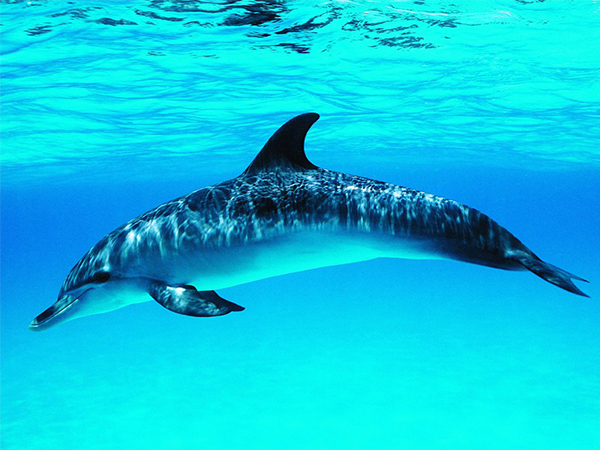 孕妇梦见海豚好运连连，看完这些征兆你也能判断生男女