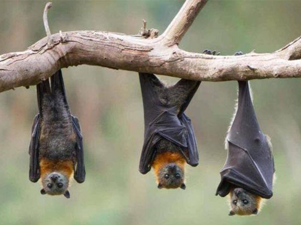 胎梦解读之孕妇梦见蝙蝠，这些寓意一次性全告诉你