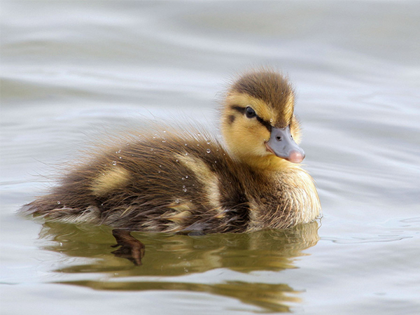 孕妇梦见鸭子也算胎梦，作为准妈妈这些寓意得要读懂