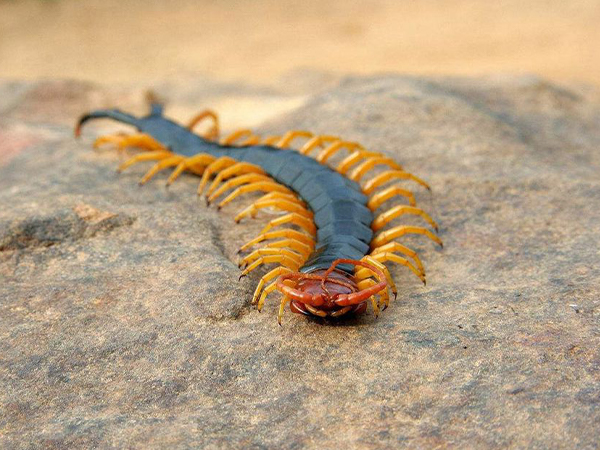 孕妇梦见蜈蚣预兆详解，这十种情况通通告诉你