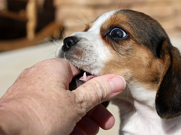 梦见狗咬手判断生男宝不靠谱，通过情形看寓意才准确