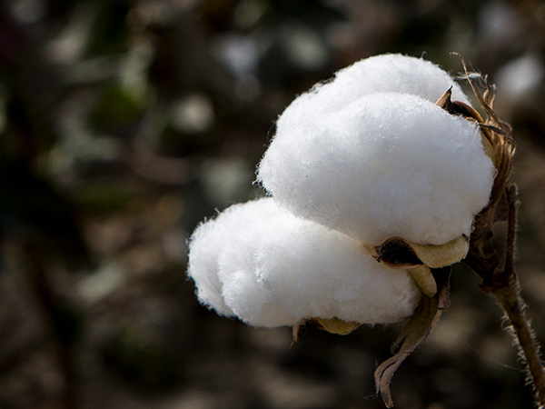 解析胎梦很简单，孕妇梦见摘棉花生不生女儿请看这里