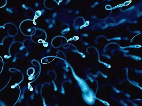精子头部缺陷改善方法汇总，做好这些畸形率嗖嗖降