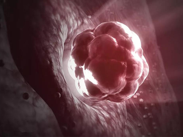 解读囊胚移植后1到14天的变化图，看完才知着床不简单