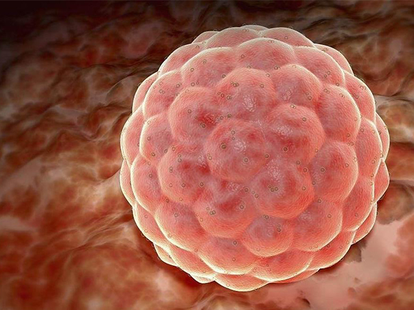 一看就能懂的囊胚等级划分（附各字母和数字的详细区别）