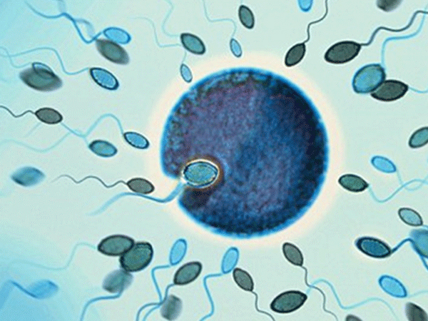 who第五版精子活力a+b的正常标准来了：不再是50%