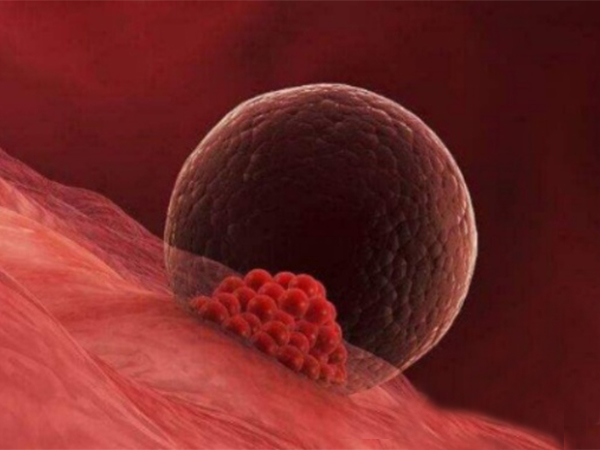 别再问囊胚级别3开头好还是4好了，关于囊胚质量一文说清