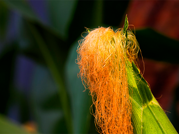 去胎毒就看这五种食物：玉米须水真不愧为最大克星