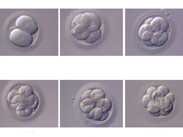4AA和5AA囊胚的质量之争，哪个更好看着床率就知道