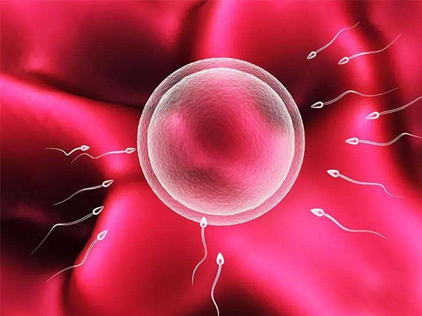 试管婴儿多精入卵只有两种后果，别指望出现双胞胎了