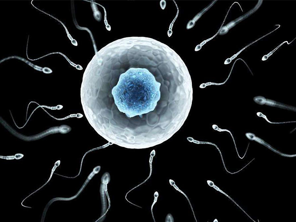 多精入卵谁之过？有时候精子活力过强并不是好事