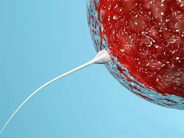 多精入卵真不受控制，想要防止全靠透明带反应