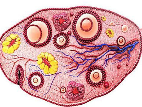 卵泡长不大就用这三种方法调理，选择吃豆类食物最轻松
