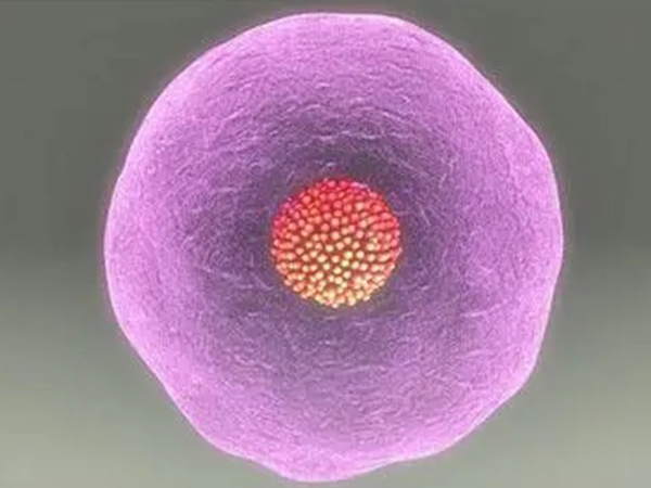 终于搞懂成熟卵泡为啥隔天明显变小了，这些排卵前兆要认清