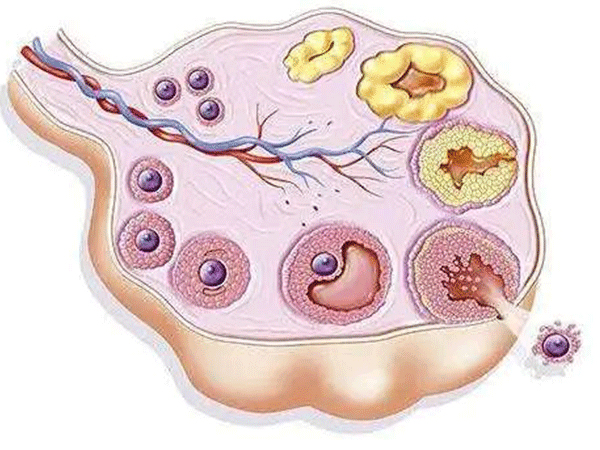 卵泡长不大当然能治好，选对调理方法促排不要太简单