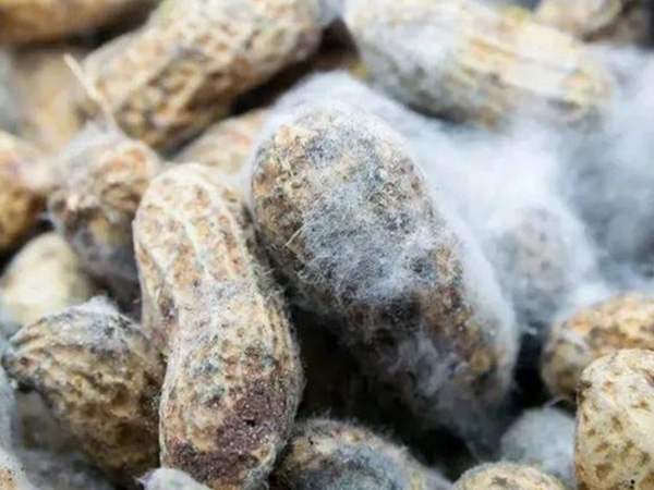 女子接触霉变玉米后肺部长满真菌，这些预防感染措施别忘做