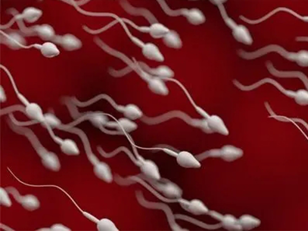 能提升精子质量的六大食物：别再傻乎乎地吃高蛋白肉类了