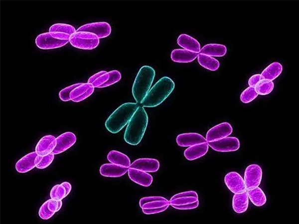 胎停后查出染色体异常也别慌，想解决再孕就得做好这些措施