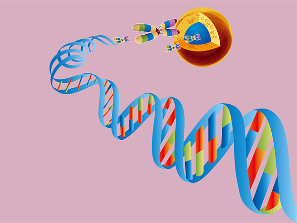 胎停后备孕成功经验分享：这么调理身体想不怀孕都难