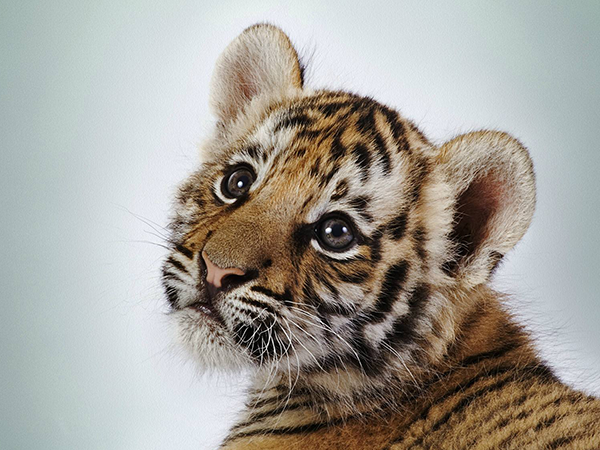 2022年生娃得避开这三个月份，想顺风顺水的妈妈要记牢