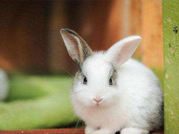 2022虎年备孕时间表已更新，手把手教你生个兔宝宝