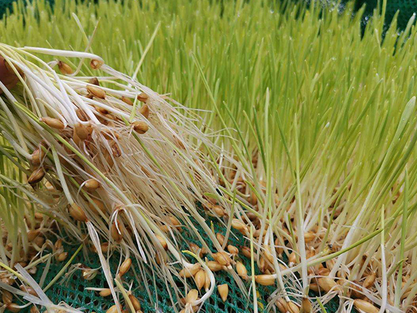 这些小妙招一天就能快速回奶，堪称最快的还是它