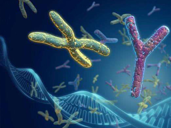 生男生女b超单上有暗示，X和Y的标志不要太明显