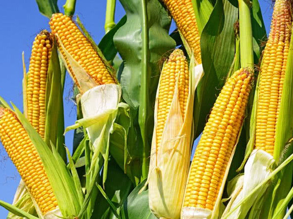 孕期吃七种最佳降糖主食还能长胎，玉米、苦瓜均上榜