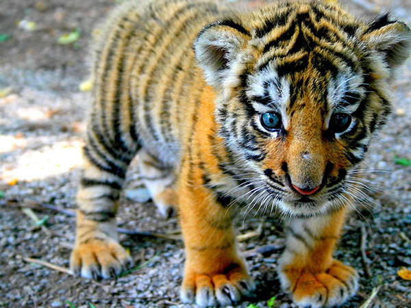 2022属虎想生女孩的看过来，这三个时间点出生命最好