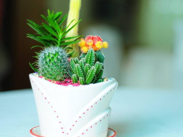 这些盆栽植物孕妇也可以养，仙人掌、吊兰均上榜