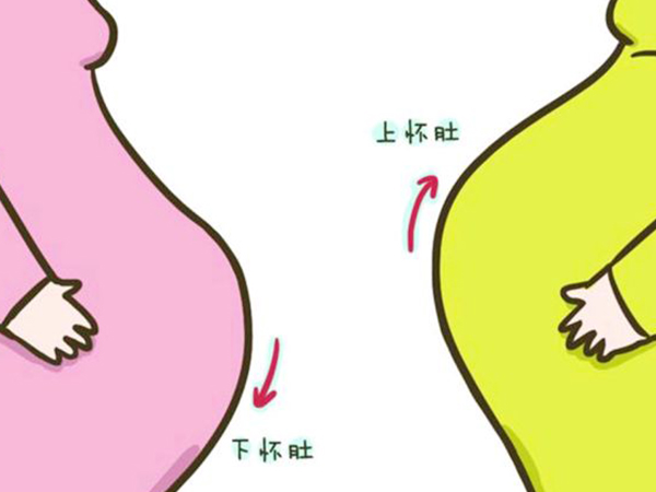 一张上怀和下怀的肚型图告诉你，二者区别不要太大