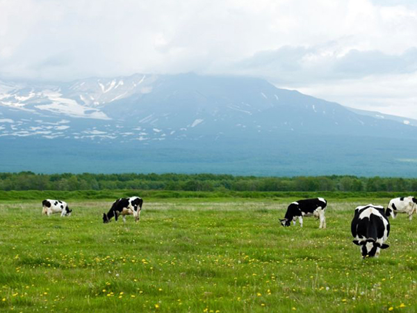 奶源、配方全面对比，一文认清飞鹤臻稚和星飞帆哪个好