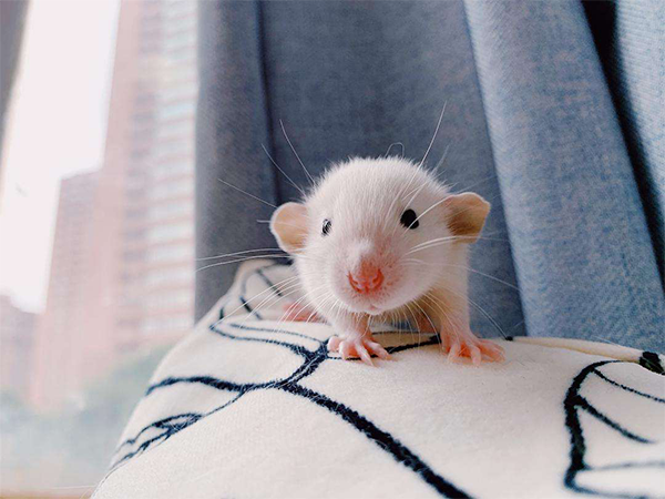 属鼠女几时出生好？这四个时辰出生的宝宝当属上等命