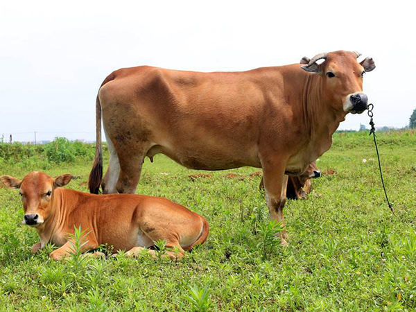 2021腊月牛宝宝取名宜用字：不要千篇一律还得有意义