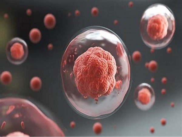 三级胚胎也不耽误移植，一文教你读懂质量好坏和成功率