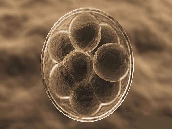 试管养囊需满足这三大标准，没有足够数量的优质胚胎真做不了